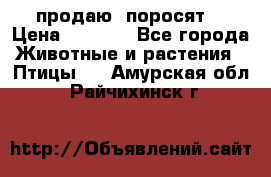 продаю  поросят  › Цена ­ 1 000 - Все города Животные и растения » Птицы   . Амурская обл.,Райчихинск г.